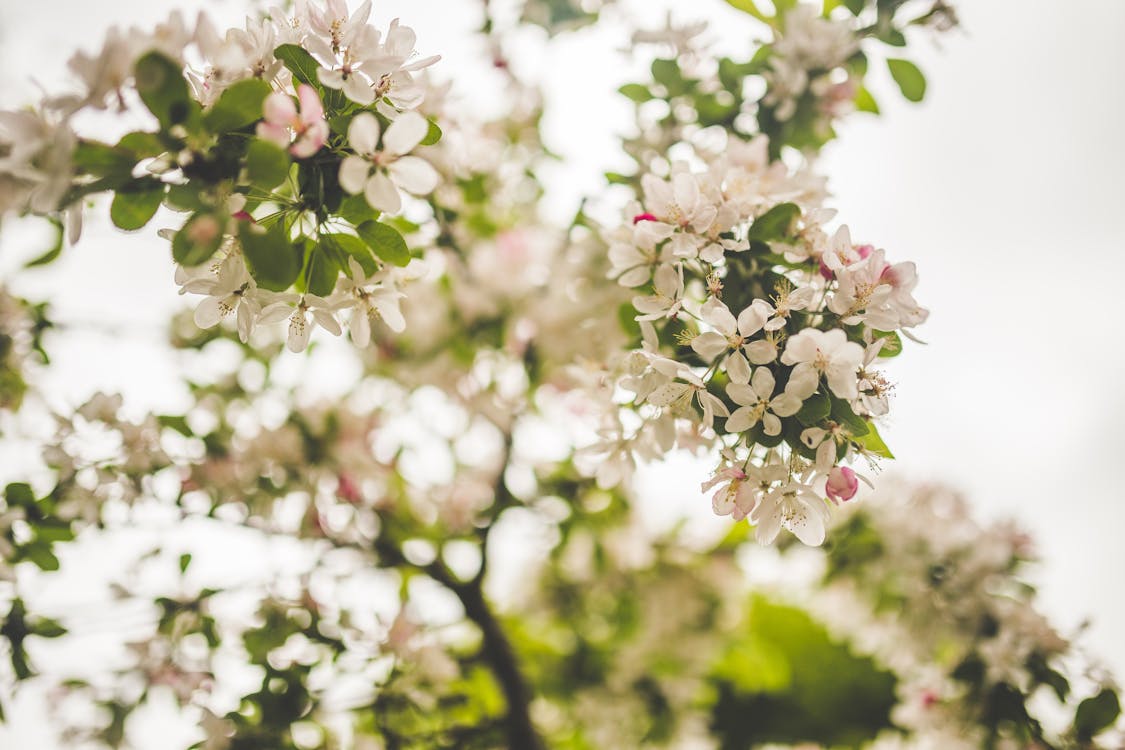 ağaç, Bahçe, Beyaz çiçek içeren Ücretsiz stok fotoğraf