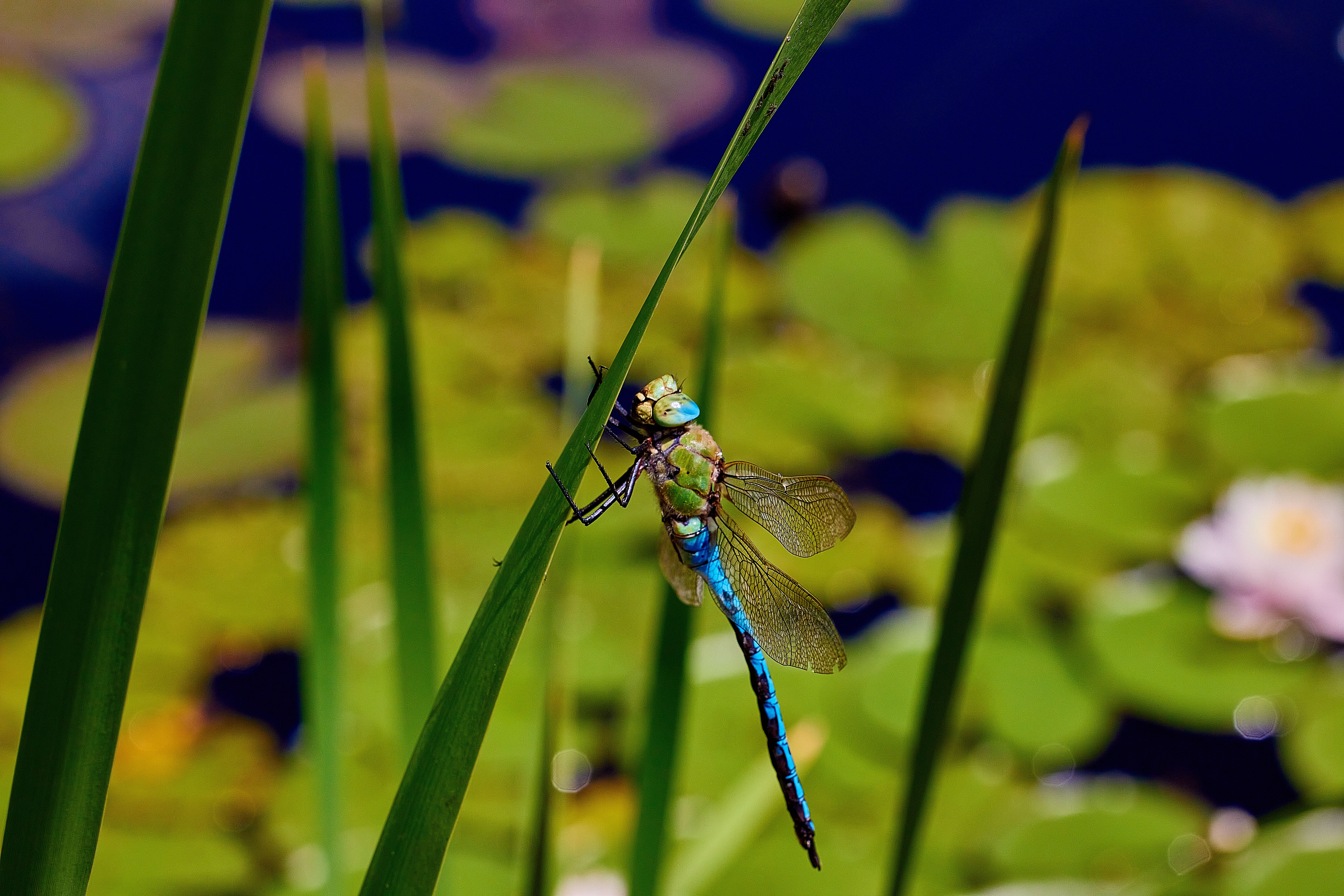 A Dragonfly Perched on a Blade of Grass · Free Stock Photo