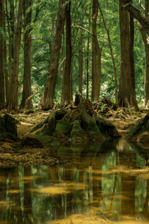 Free Tranquil forest with trees reflected in a calm lake, showcasing nature's beauty. Stock Photo