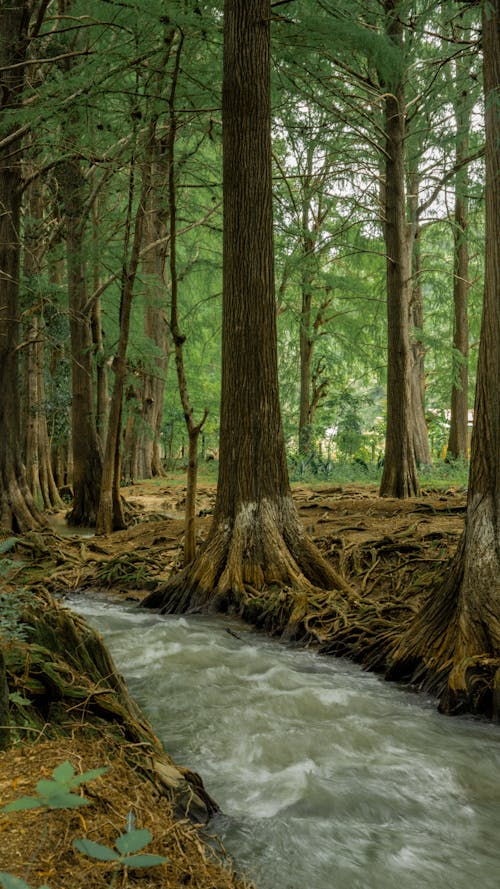 A River in a Forest