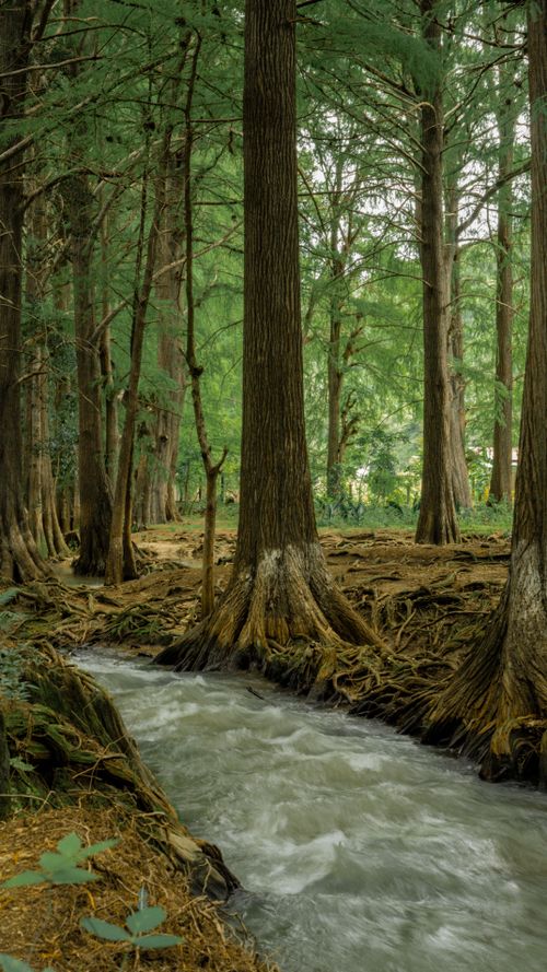 Free Tranquil forest scene with a stream winding through tall trees, offering a peaceful nature retreat. Stock Photo