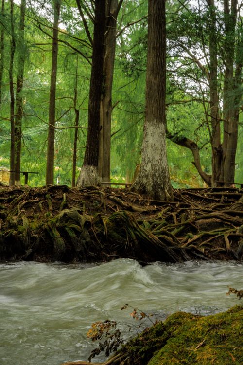 Free Serene river flowing through a dense forest, lush green trees and roots visible. Stock Photo