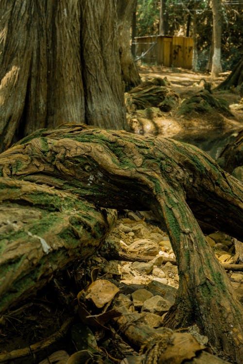 Moss on Roots of a Tree