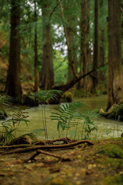 Free Lush green ferns and towering trees by a calm river, capturing the essence of untouched nature. Stock Photo