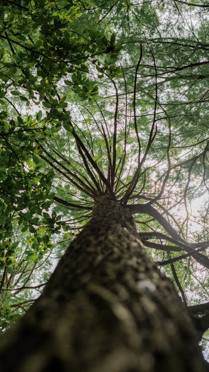 Low Angle Shot of a Tree