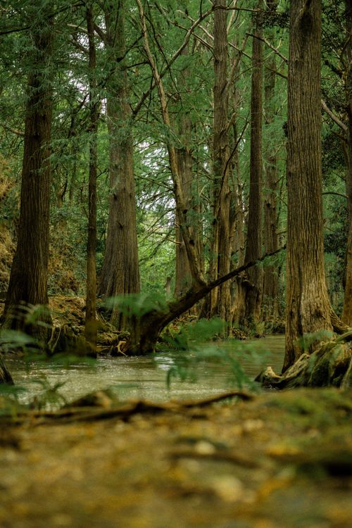 Free A peaceful forest scene with a gentle stream flowing through tall, lush evergreen trees. Stock Photo