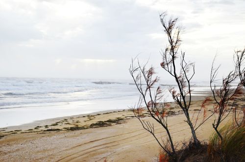 Free Tranquil sandy beach with windswept trees and a cloudy sky, perfect for peaceful retreats. Stock Photo