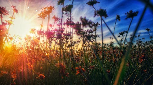 Free stock photo of beautiful, blue skies, colorful