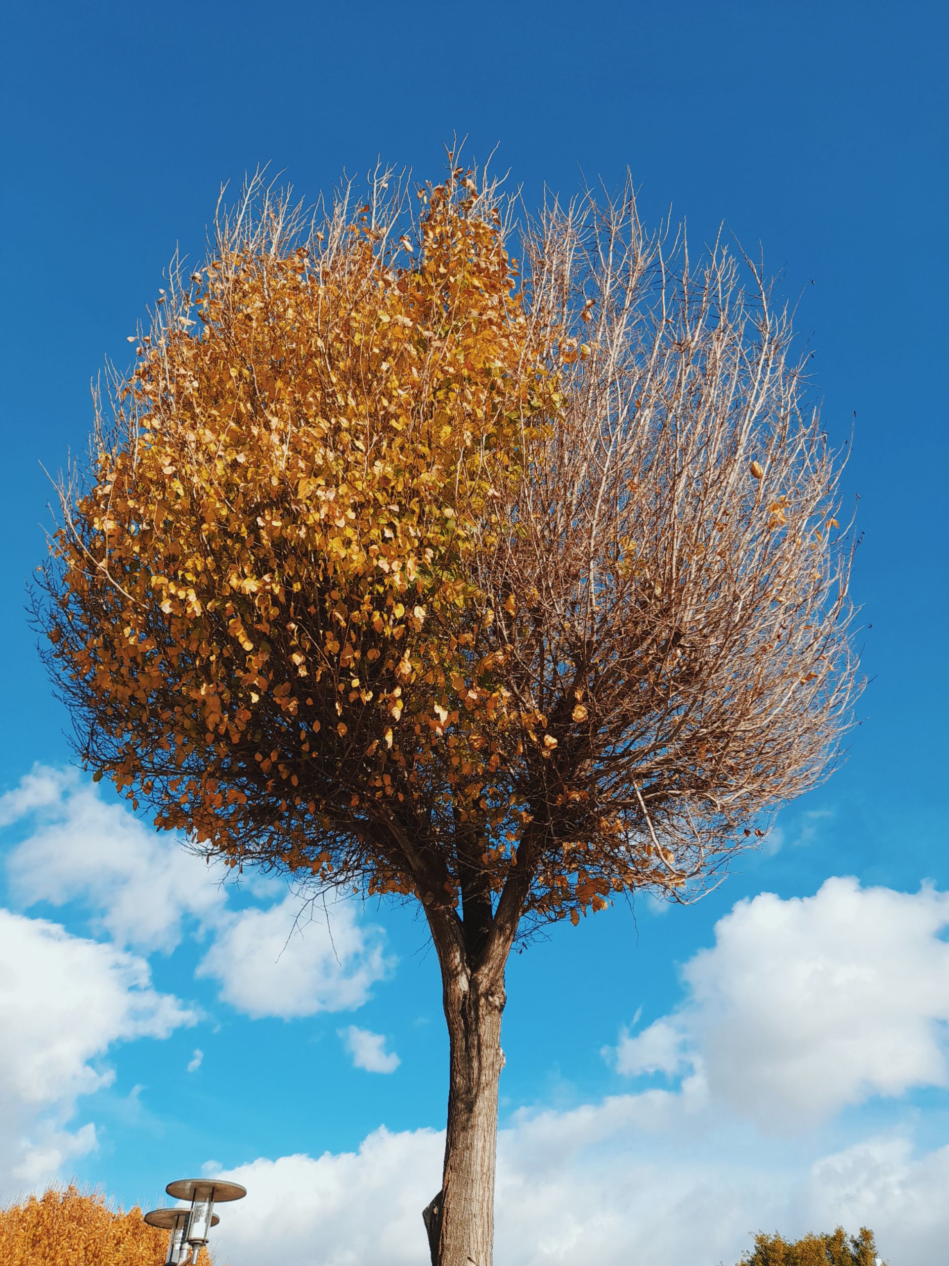 Brown Tree Under the Blue Sky · Free Stock Photo