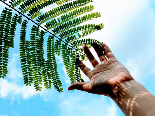 Free A hand reaches towards delicate green leaves with a bright blue sky in the background. Stock Photo
