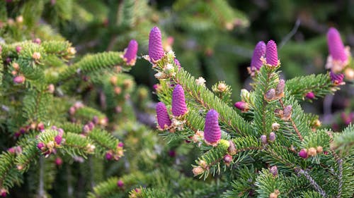 植物群, 特写, 紫色的花朵 的 免费素材图片