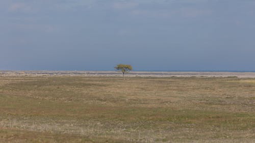 Foto profissional grátis de árvore verde, campina, campo de grama
