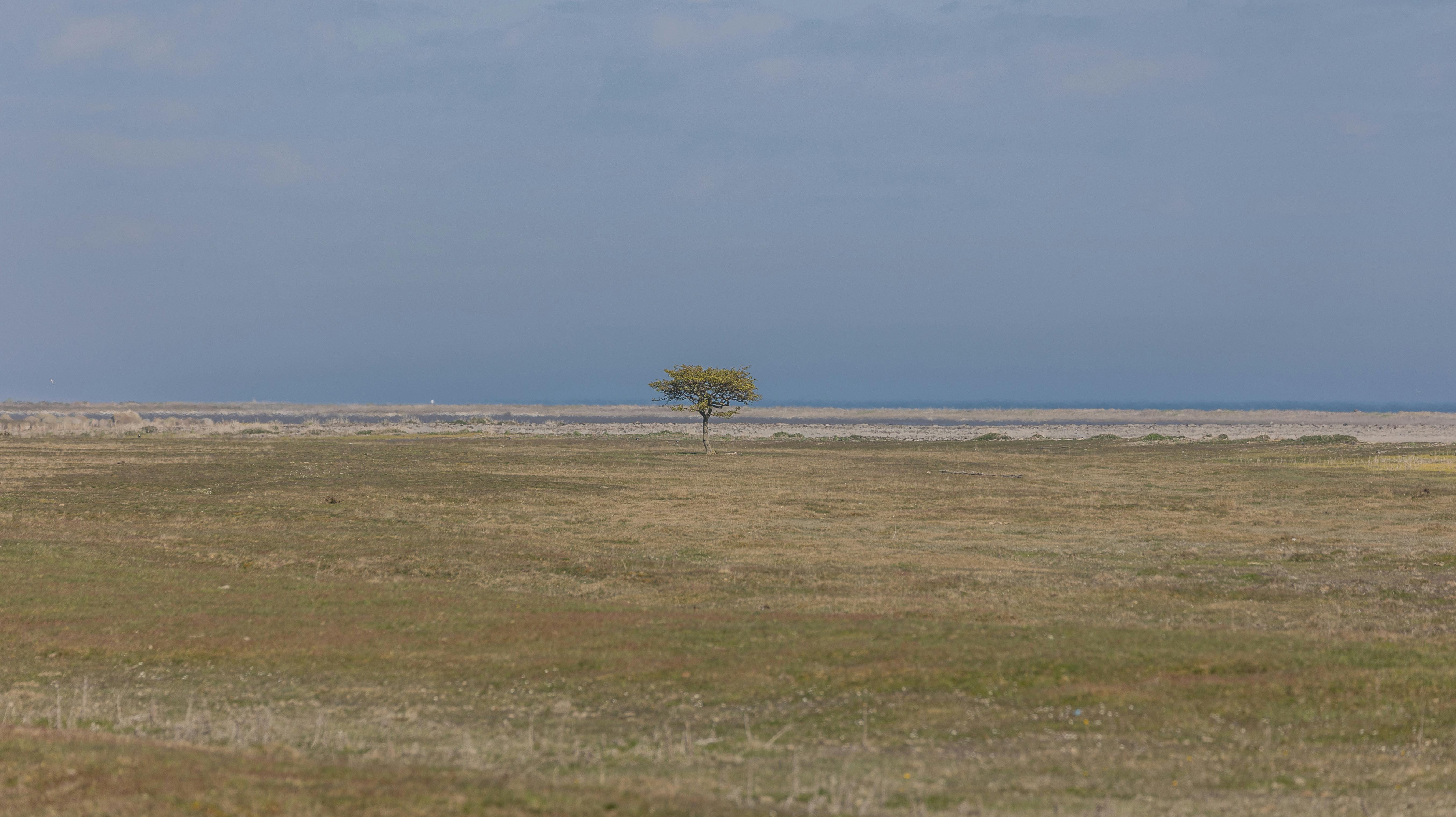 Download Peaceful View of a Tree in a Field Wallpaper