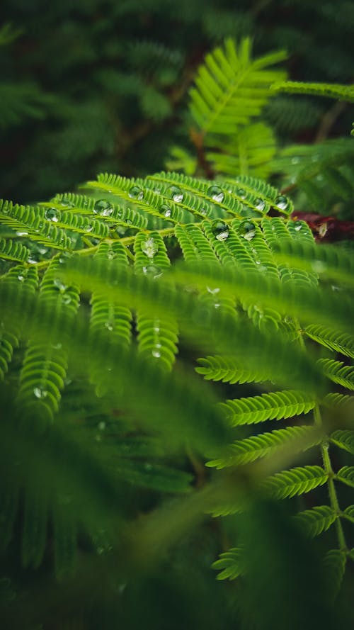 Gratis Foto stok gratis air, basah, daun-daun hijau Foto Stok
