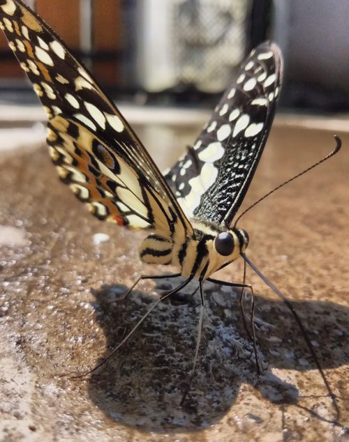 Free stock photo of animals, butterfly, flying insects Stock Photo
