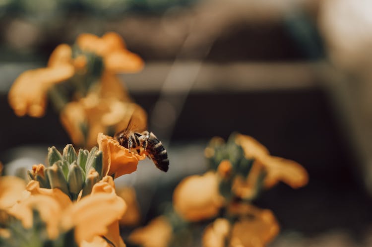 Bee On A Flower