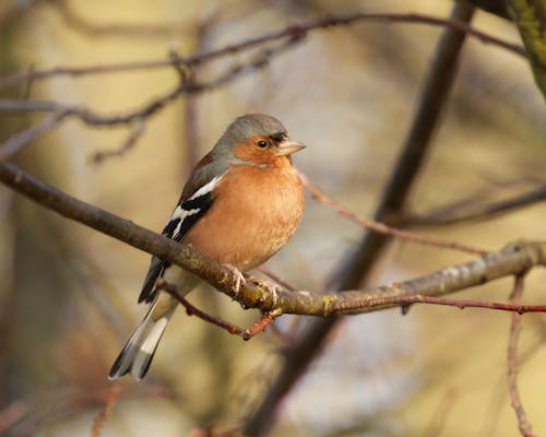 Gratis lagerfoto af almindelig chaffinch, dyr, fugl