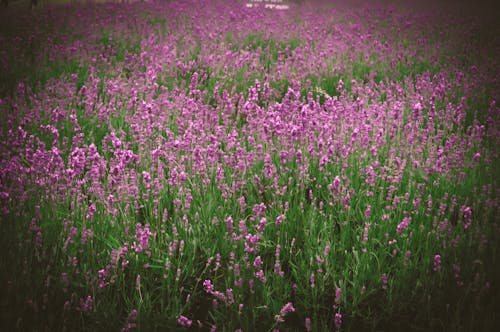 Free Immagine gratuita di fiore da giardino, fiori bellissimi, giardino Stock Photo