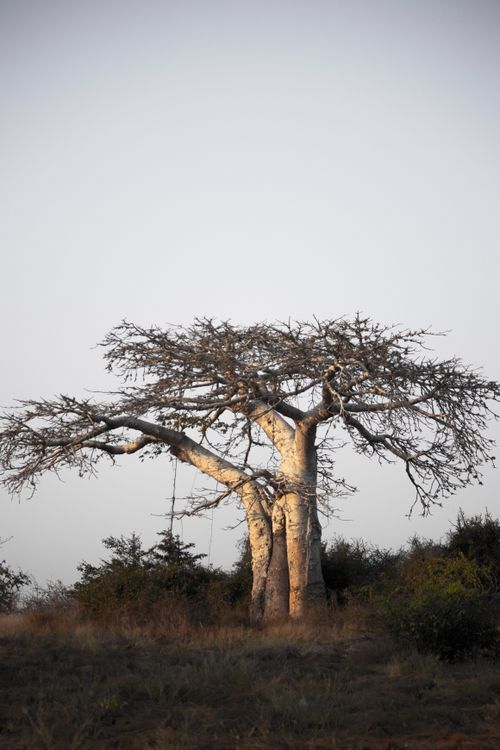 Free A serene view of a leafless baobab tree in Bengo Province, Angola, during dusk lighting. Stock Photo