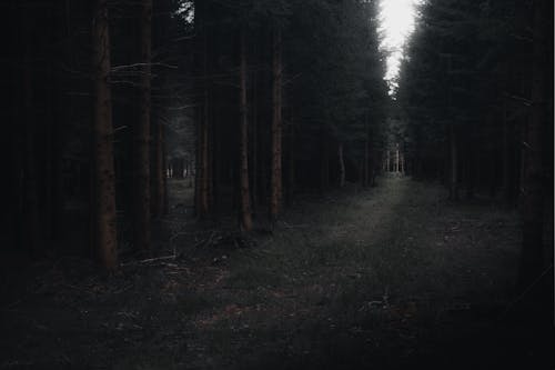 Free Mysterious Path through a Dark Forest Stock Photo