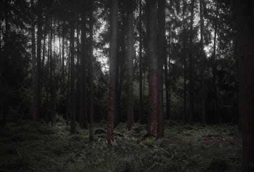 Free Dark Moody Forest in Bavaria Stock Photo