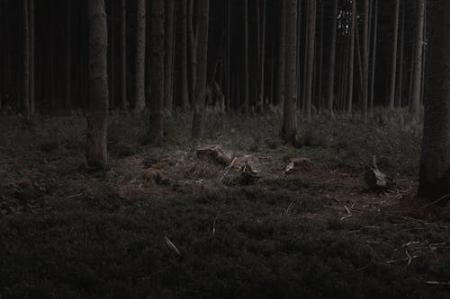 Free Tree Stump in a Dark Moody Forest Stock Photo
