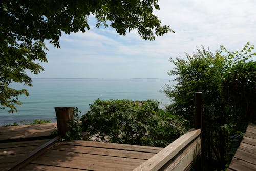 Free stock photo of green, leaves, ocean