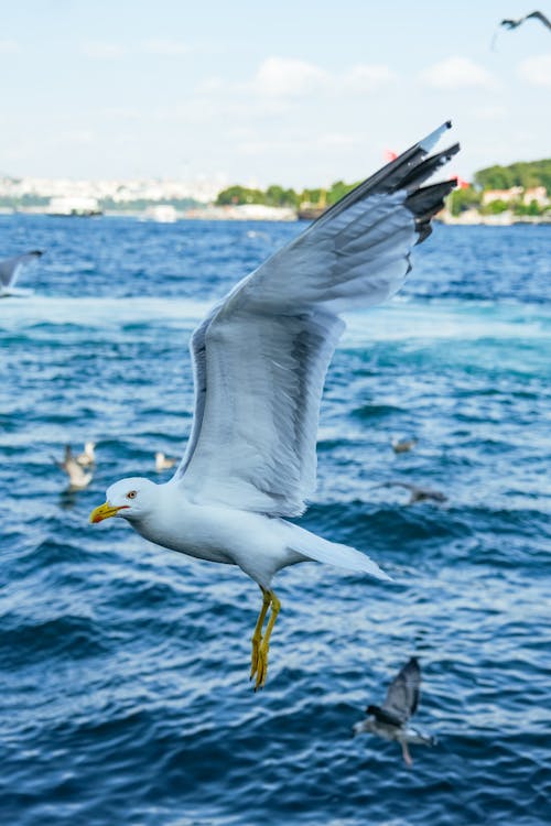 White and Gray Bird Flying over the Sea