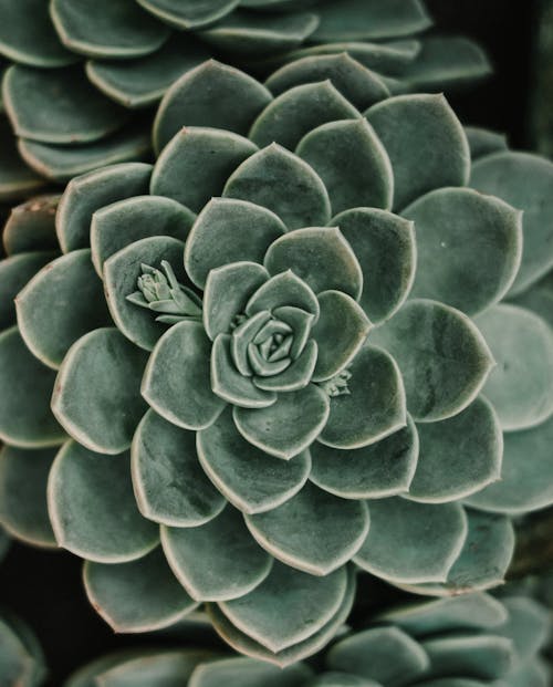 Free Green and Brown Succulent Plant Stock Photo