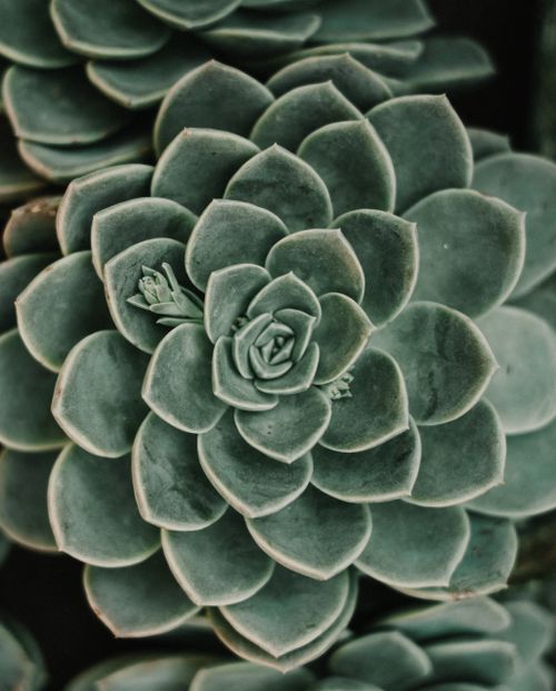 Free Detailed shot of a green succulent, featuring geometric rosette patterns and rich textures. Stock Photo
