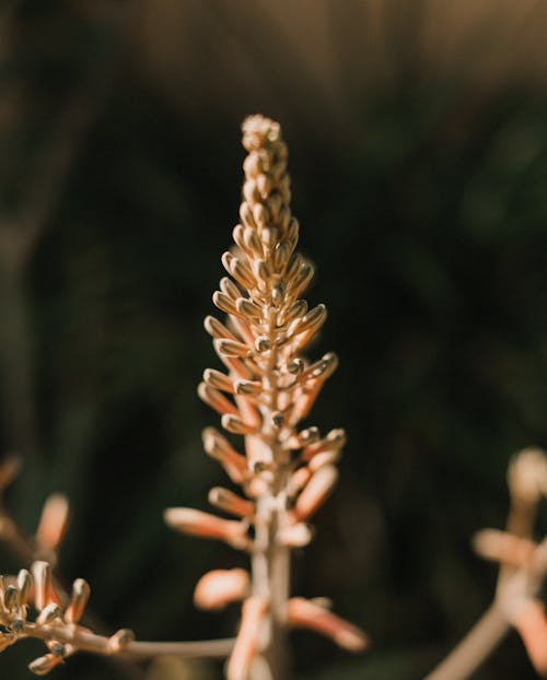 Kostnadsfri bild av blomfotografi, blomknoppar, närbild