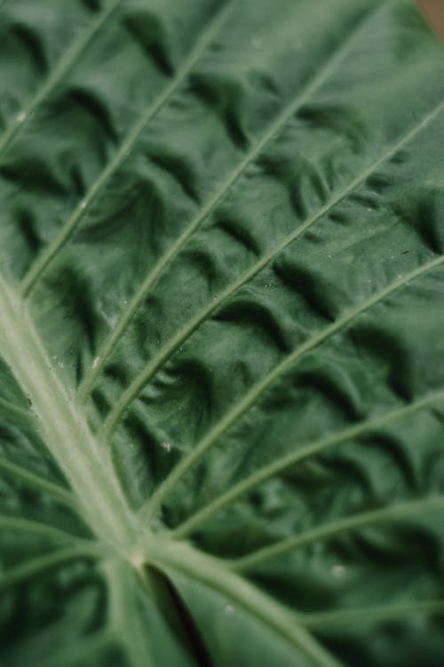 Green Leaf Plant in Close Up Photography