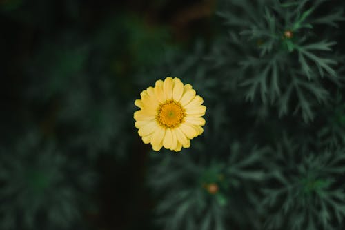 Yellow Flower in Tilt Shift Lens