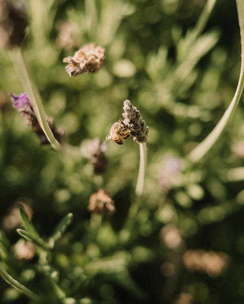 Yellow Bee on Flower Bud