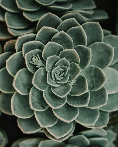 Close Up Photo of Succulent Plant