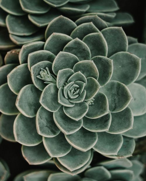 Free Detailed and lush close-up of a green succulent plant, highlighting its pattern. Stock Photo