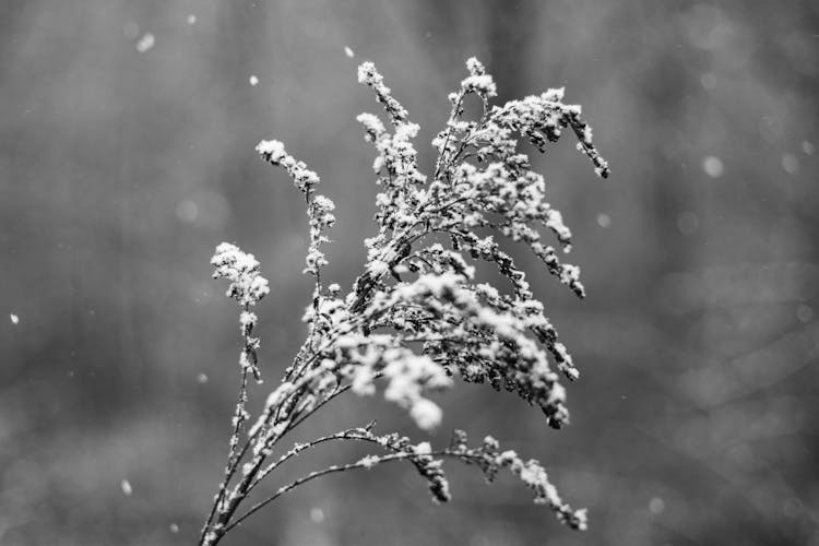 Grayscale Photo Of Frozen Plant