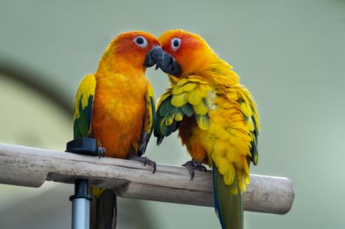 Free Two vibrant sun conures perch closely, showcasing their vivid plumage. Stock Photo