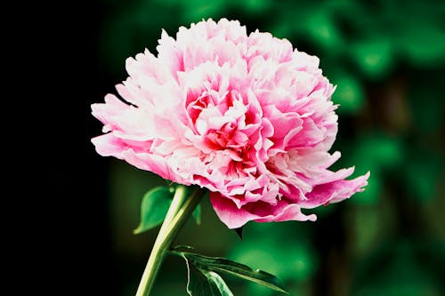 中国牡丹, 特写, 粉紅色的花 的 免费素材图片
