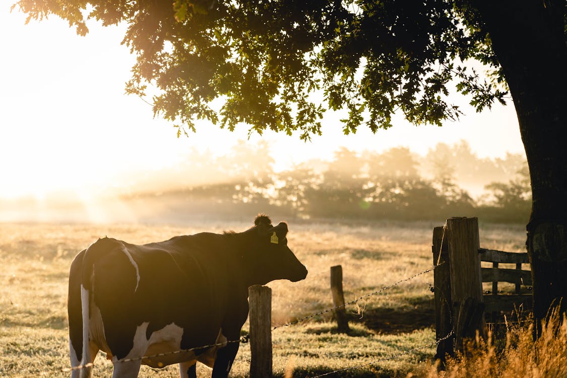 Black and White Cow in Front of Green Leafed Tree