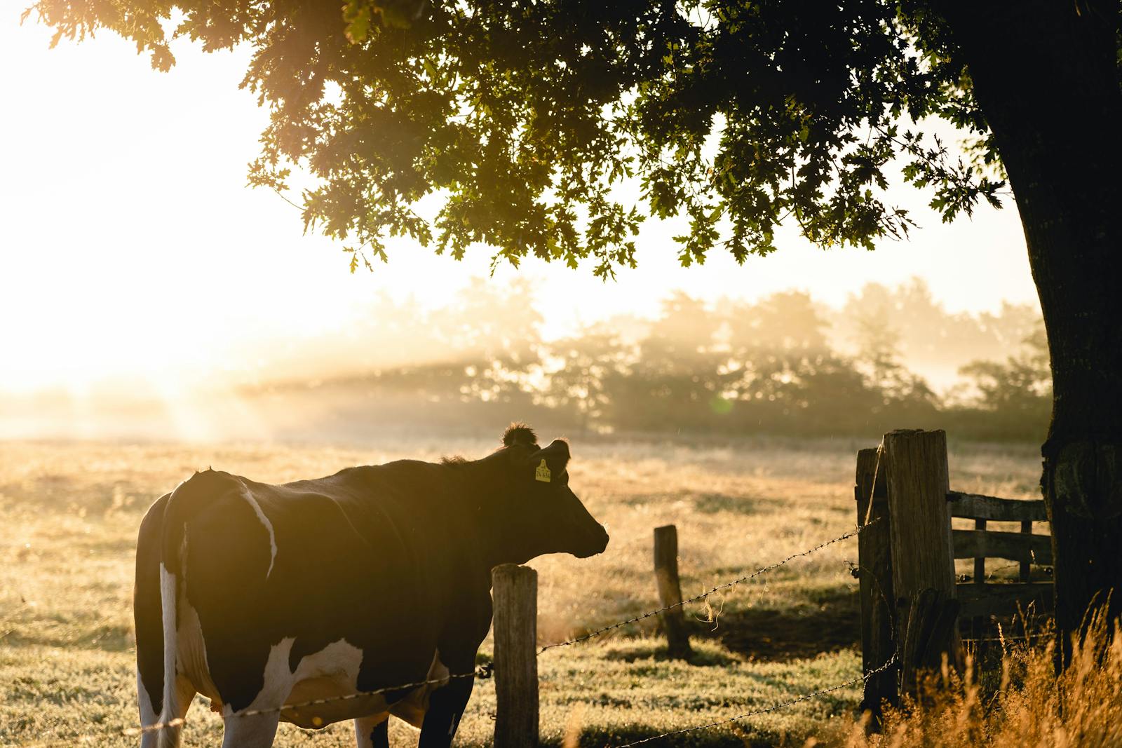Cow in the pasture with trees and a fence