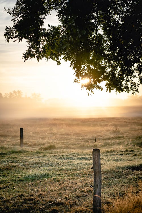 Free Green Leafed Tree Stock Photo