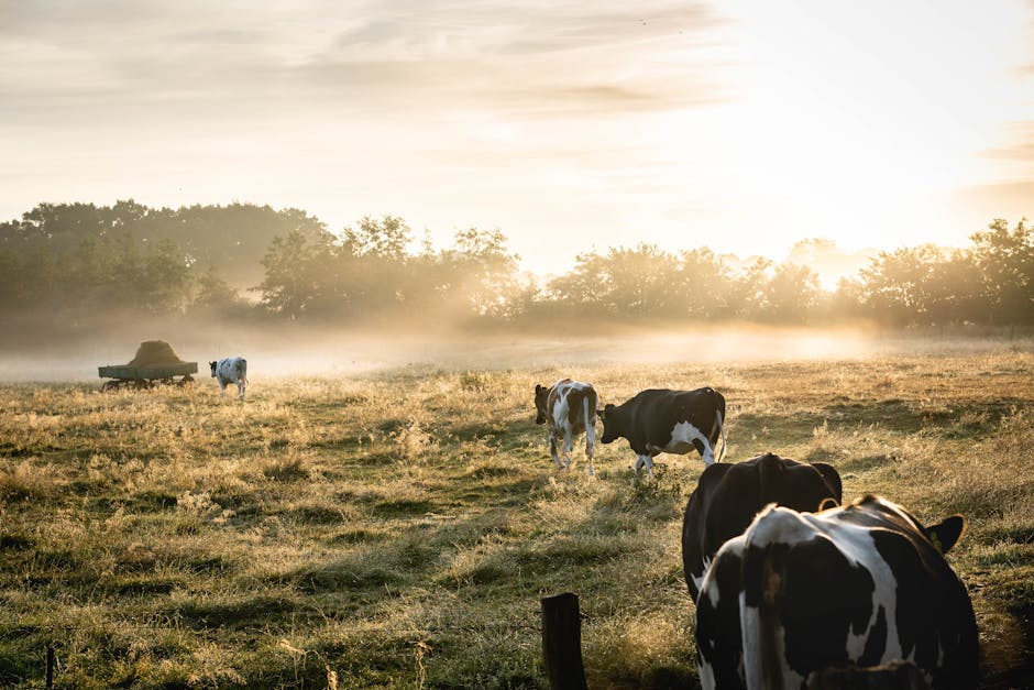 Herd of White-and-black Cows on Grass Field