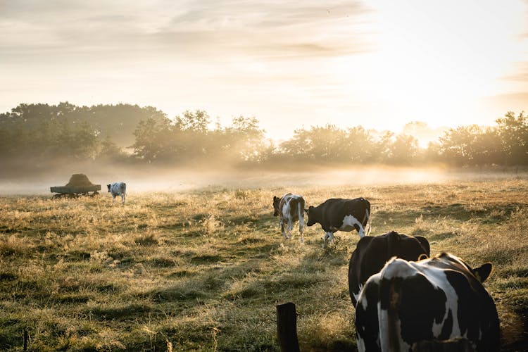 Herd Of White-and-black Cows On Grass Field