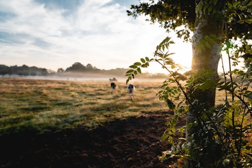 Imagine de stoc gratuită din agricultură, arbori, câmp