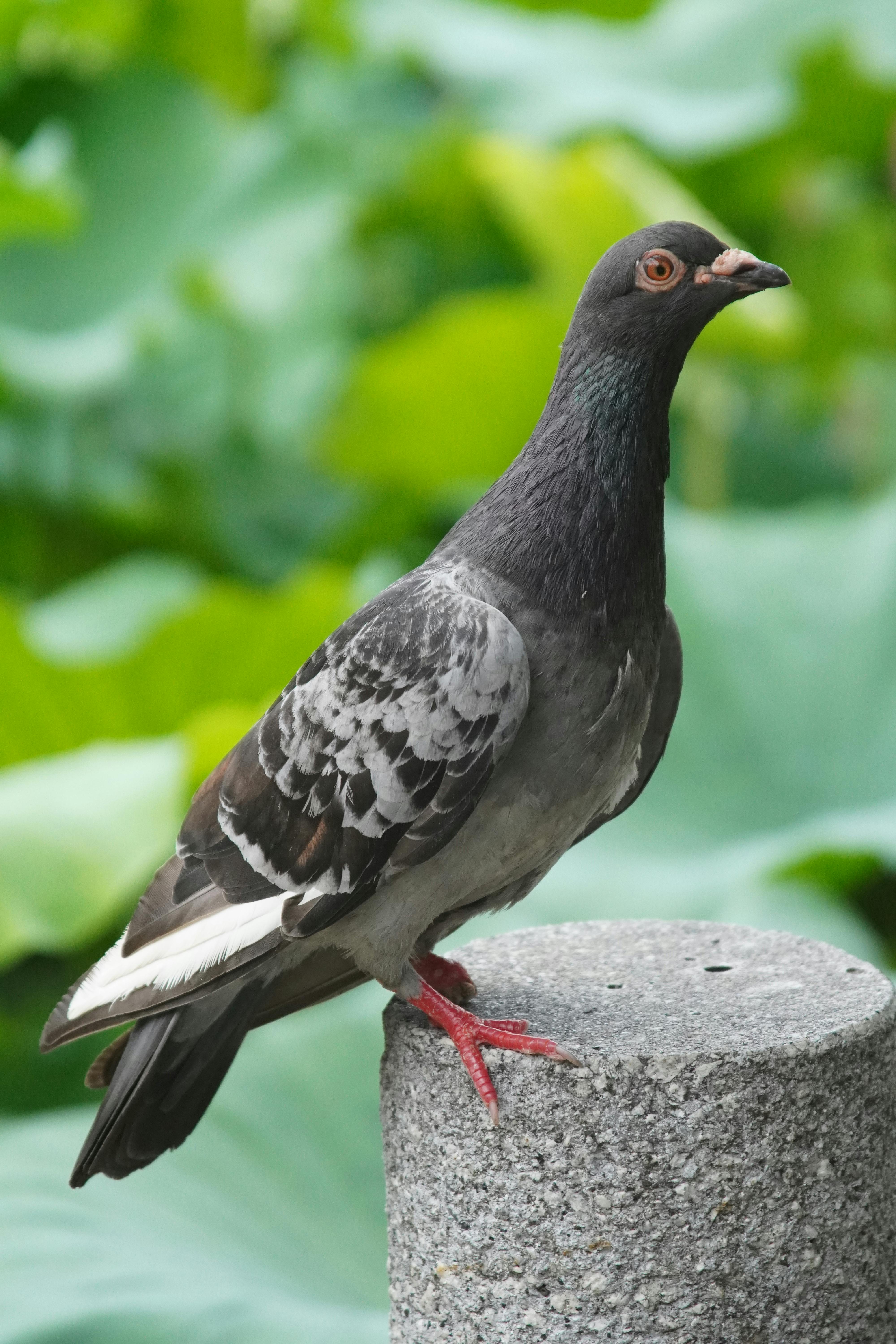 close up of pigeon