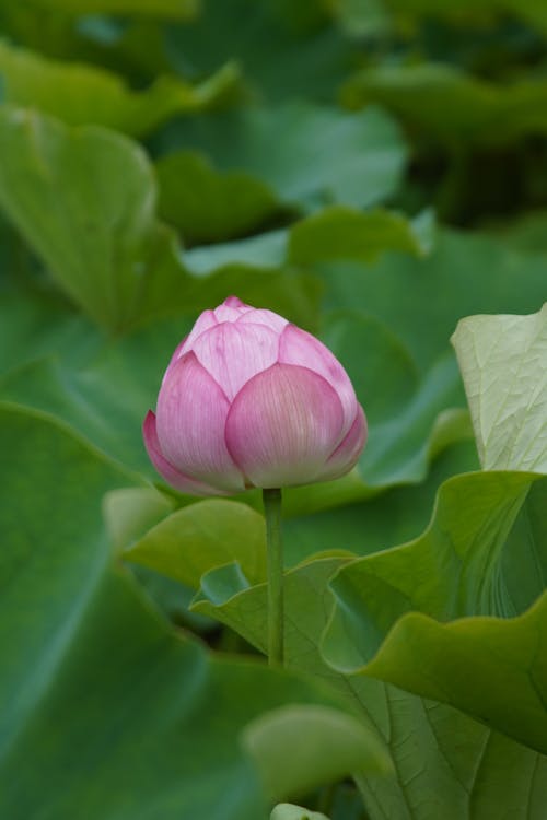 Kostnadsfri bild av blomma, knopp, närbild