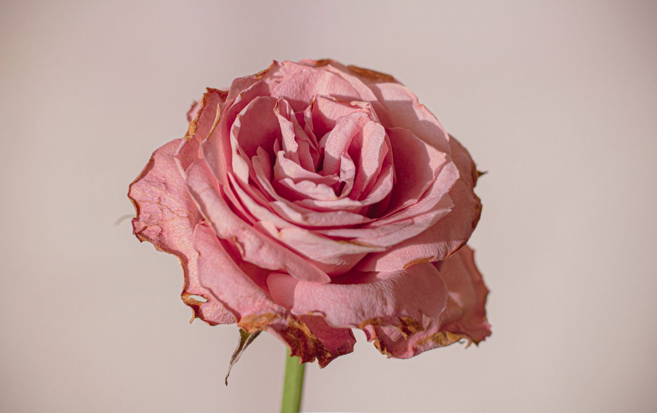 detailed close up of a withering pink rose showcasing delicate petals