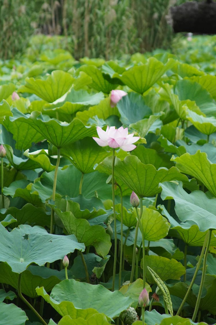 Shot Of Lotus Flowers