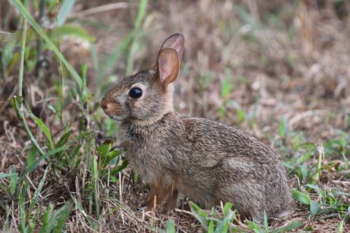 Free Wild eastern cottontail rabbit sitting in the grass, showcasing nature's beauty. Stock Photo
